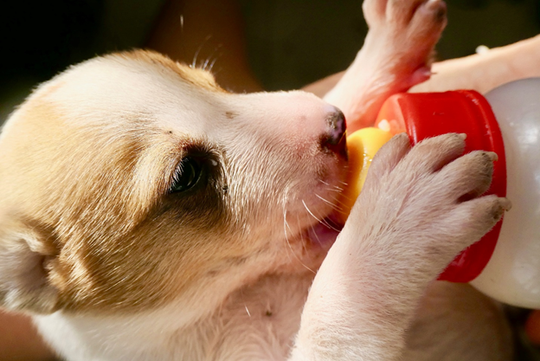 Is milk bad for dogs?