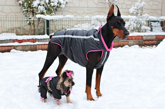 Fashion for dogs